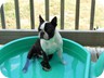  Tristan loves his pool