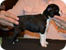  Ebony - 6 Weeks Old

