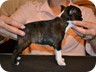Ivory - 6 Weeks Old
