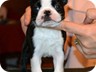  Ebony - 6 Weeks Old
