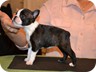 Ivory - 6 Weeks Old
