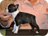 Ivory - 6 Weeks Old
