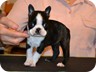 Ivory - 6 Weeks Old
