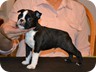  Sheldon - 6 Weeks Old

