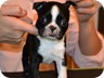  Sheldon - 6 Weeks Old

