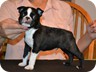  Sheldon - 6 Weeks Old

