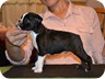  Sheldon - 6 Weeks Old

