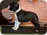 Ebony - 6 Weeks Old