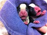 Ebony &r Sheldon - Right after birth
