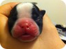 Ebony - 1 Week Old