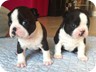 Ivory & Ebony - 4 Weeks Old