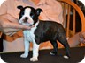 Ebony - 6 Weeks Old