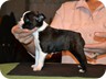 Ebony - 6 Weeks Old