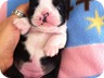 Ebony - 3 Weeks Old