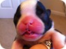 Ebony - 1 Week Old