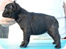 6 weeks