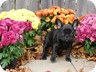  Mimi - 9 weeks old