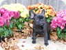 Mimi - 9 weeks old