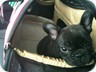 Penny coming home from her breeder's house.